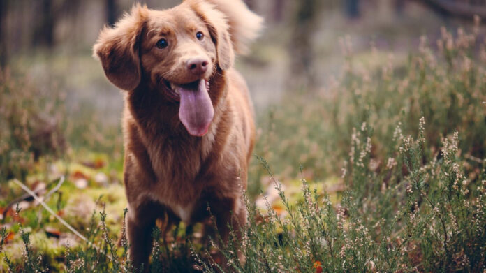 top-10-active-dog-breeds-for-energetic-owners-a-comprehensive-guide.jpg Top 10 Active Dog Breeds for Energetic Owners: A Comprehensive Guide