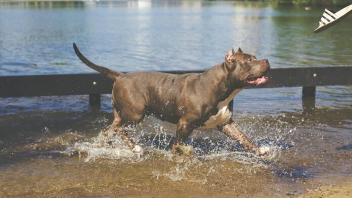 pitbull-teething-symptoms-recognizing-the-signs-in-your-puppy.jpeg Pitbull Teething Symptoms: Recognizing the Signs in Your Puppy