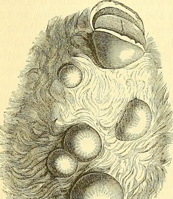 guide-to-managing-a-bleeding-wart-on-your-dog.jpg Guide to Managing a Bleeding Wart on Your Dog