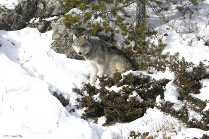 When Does Yellowstone Return: Latest Updates and Premiere Date