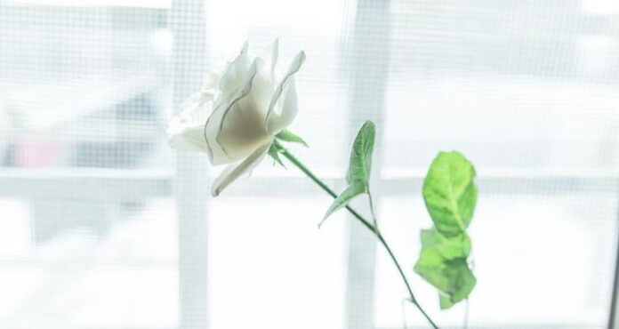 Mastering the Art of White Eyeliner: A Step-by-Step Guide