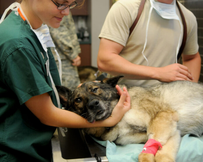 Comprehensive Veterinary Care Plans for Your Pet