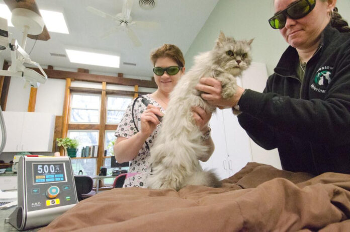 grants-lick-veterinary-hospital-top-quality-care-for-pets.jpg Grants Lick Veterinary Hospital: Top Quality Care for Pets