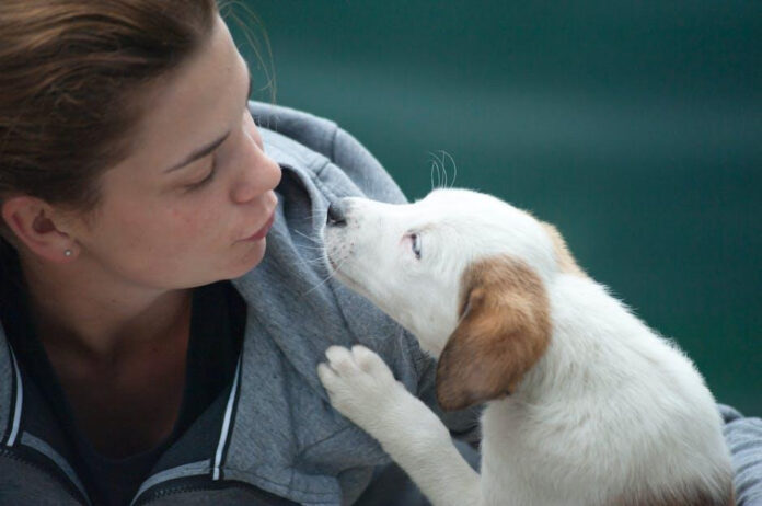 Ultimate Guide to Great Pet Care: Expert Tips for Happy, Healthy Pets