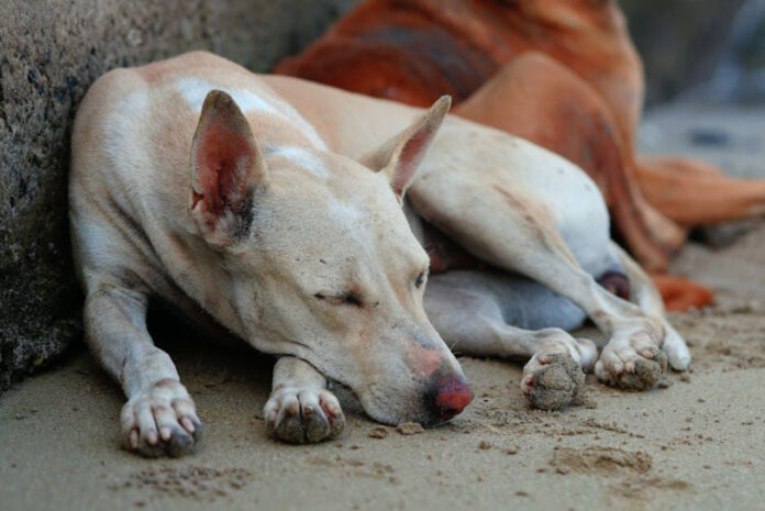 Understanding the Benefits of Recombitek Canine C4 Vaccine