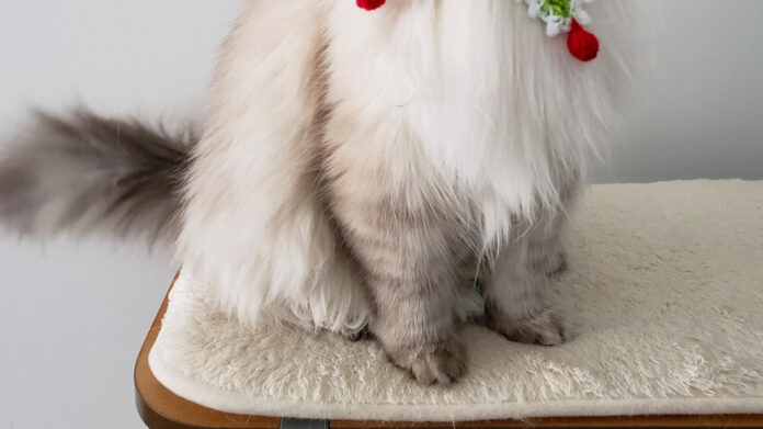 Best Non Absorbent Cat Litter for Urine Samples: A Comprehensive Guide
