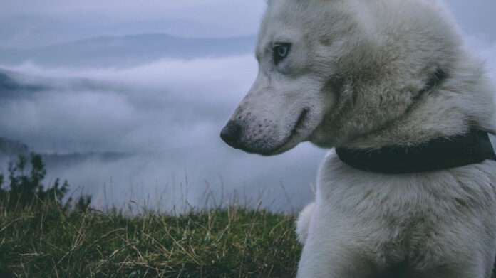 myos-canine-muscle-formula-benefits-and-effectiveness-explained.jpg Myos Canine Muscle Formula: Benefits and Effectiveness Explained