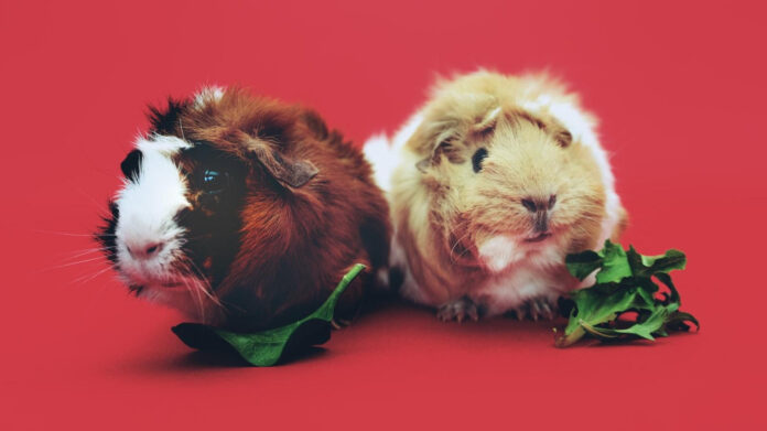 optimizing-your-pets-wellness-a-comprehensive-guide.jpg Optimizing Your Pets’ Wellness: A Comprehensive Guide