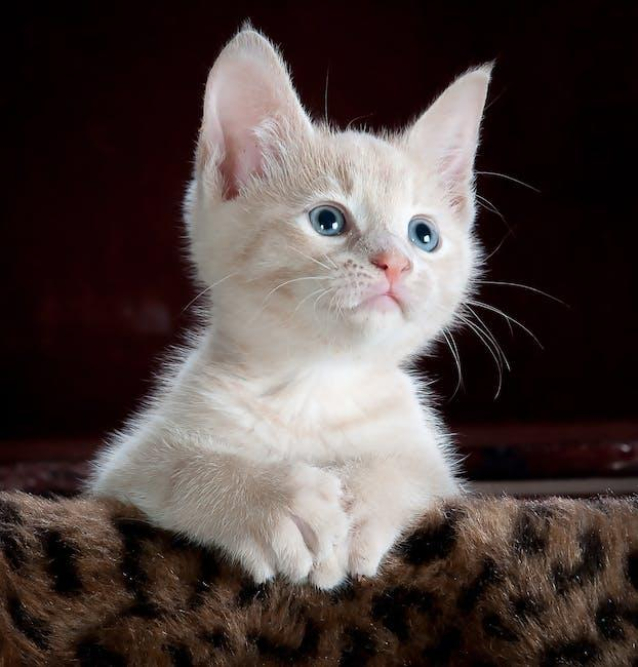 the-top-smells-that-cats-hate-a-comprehensive-guide.jpeg The Top Smells That Cats Hate: A Comprehensive Guide