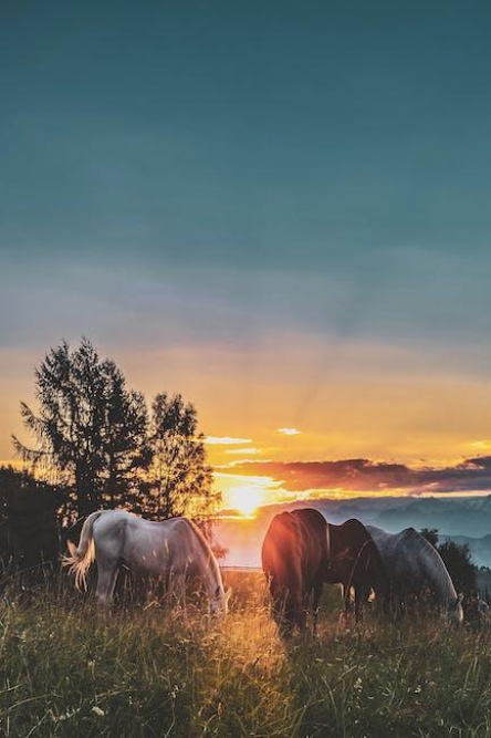 identifying-and-treating-hot-spots-on-horses.jpeg Identifying and Treating Hot Spots on Horses