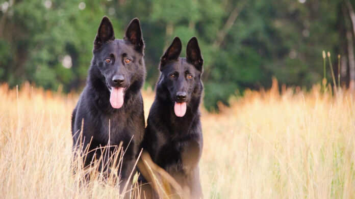 understanding-canine-gum-growth-causes-and-treatment-options.jpg Understanding Canine Gum Growth: Causes and Treatment Options