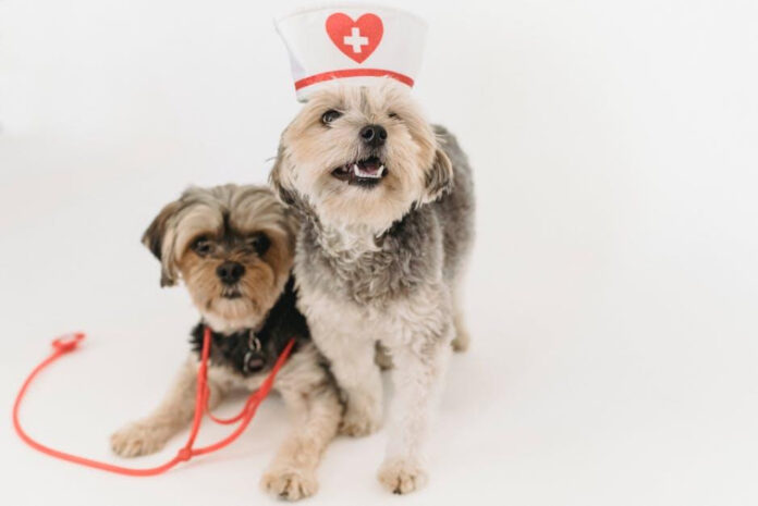 Examining the Impact of Henry Schein Veterinary Solutions