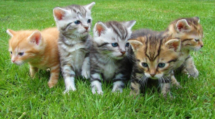 Understanding the Benefits of Zorbium for Cats: A Complete Guide