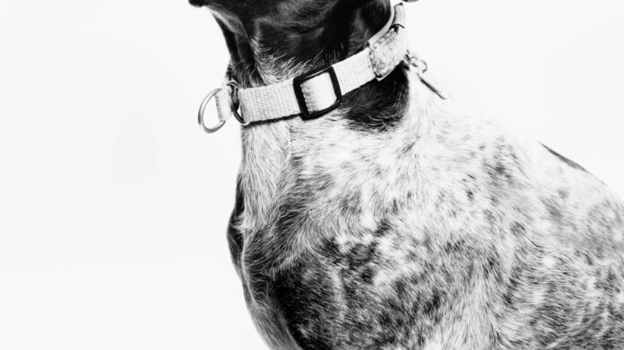 Exploring the Impact of Henry Schein Vet on Animal Healthcare