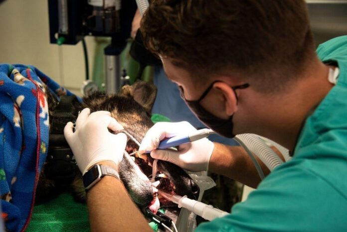 Enhance Veterinary Care with Advanced Lift Tables