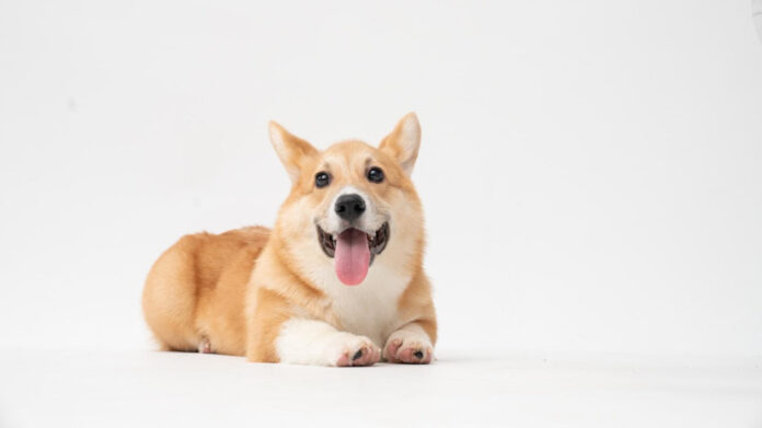 Understanding Dog Lateral Suture Failure: Causes and Solutions