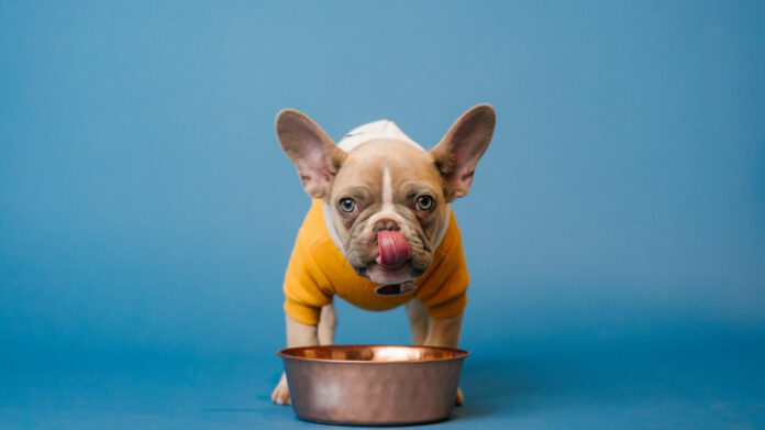Top Smells Dogs Hate: A Comprehensive Guide
