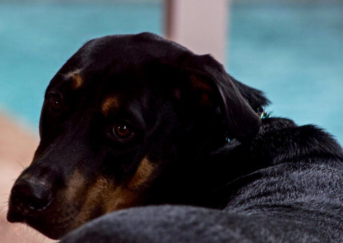 the-ultimate-guide-to-doberman-mix-breeds-analysis-of-popular-crosses.jpg The Ultimate Guide to Doberman Mix Breeds: Analysis of Popular Crosses