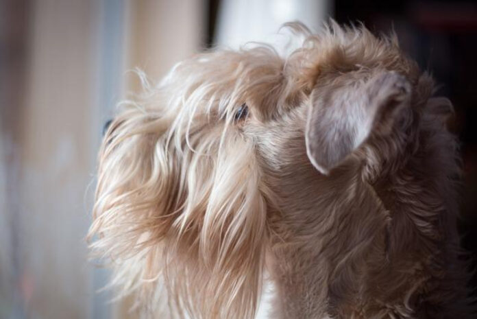 the-top-traits-of-soft-coated-wheaten-terrier-puppies.jpg The Top Traits of Soft Coated Wheaten Terrier Puppies