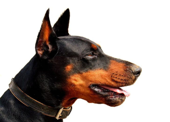 Analyzing the Lifespan of Dobermans: Factors That Influence Longevity
