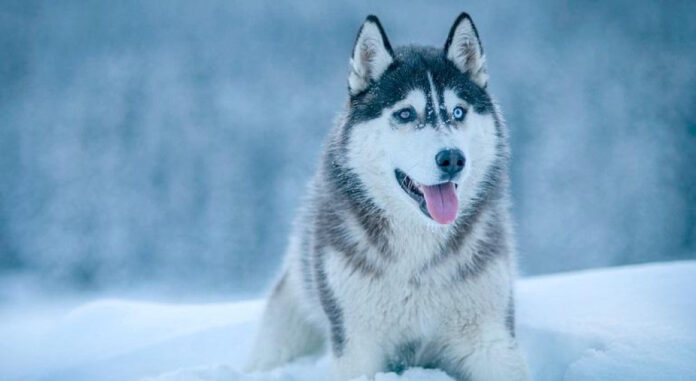 The Top Breeds of Alaskan Dogs: A Comprehensive Analysis