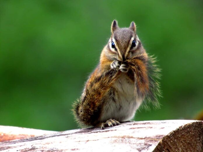 What is Eco-Friendly Pest Control What is Eco-Friendly Pest Control